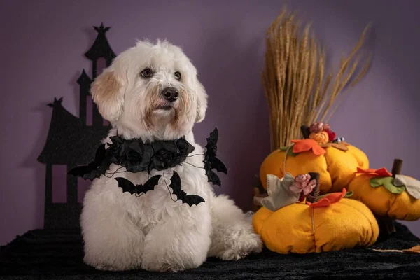 Uma Foto Close Cão Vestindo Traje Para Halloween Com Decorações — Fotografia de Stock