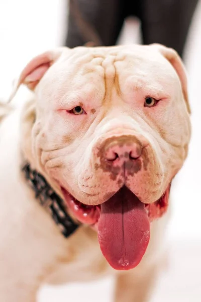 Pionowy Portret Amerikanki Pit Bull Terrier Patrzący Prosto Przód — Zdjęcie stockowe