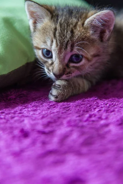 顎の下に足のある紫色の毛布の上に横たわる茶色の縞模様の子猫 フェリス カタス の垂直 — ストック写真
