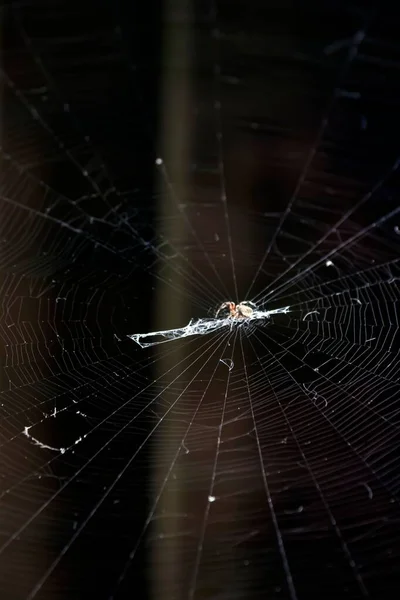 Vertikální Záběr Pavouka Stodoly Pavučině Rozmazaném Tmavém Pozadí — Stock fotografie