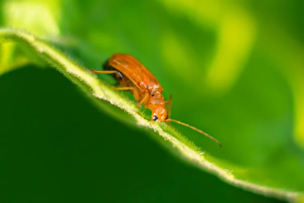 Egy Kis Narancsbogár Közelsége Egy Zöld Levélen — Stock Fotó