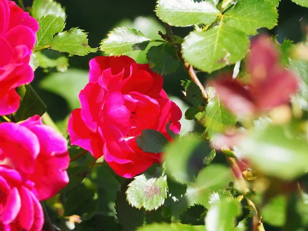 Ένα Κοντινό Πλάνο Κόκκινα Τριαντάφυλλα Κήπου Έναν Κήπο Που Περιβάλλεται — Φωτογραφία Αρχείου