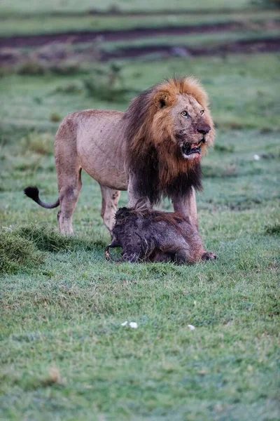 Lodret Skud Mandlig Løve Trækker Vorte Hog Dræbe Masai Mara - Stock-foto