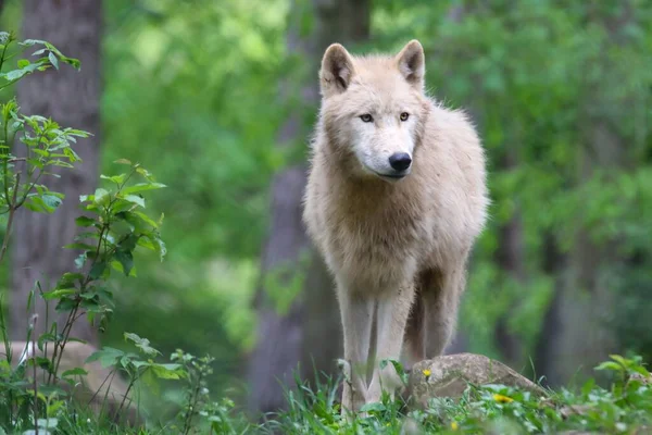 一只威严的北极狼在常绿的森林里 — 图库照片