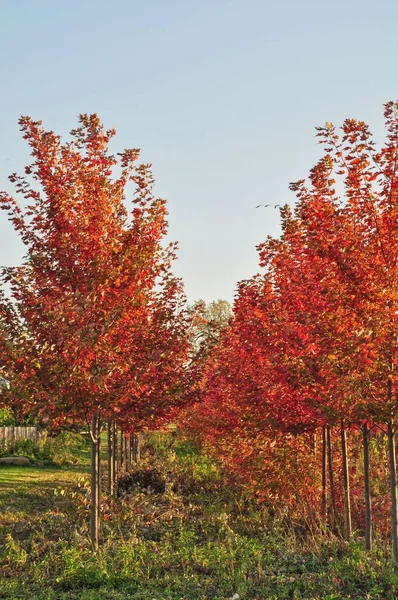 花园里的秋天的树 — 图库照片