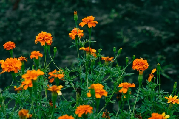 Ένα Κοντινό Πλάνο Του Πορτοκαλιού Marigold Ανθίζει Στον Κήπο — Φωτογραφία Αρχείου