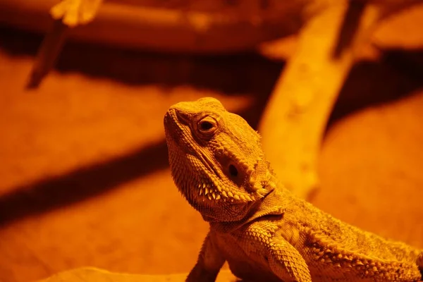 Closeup Bearded Dragon — Stock Photo, Image