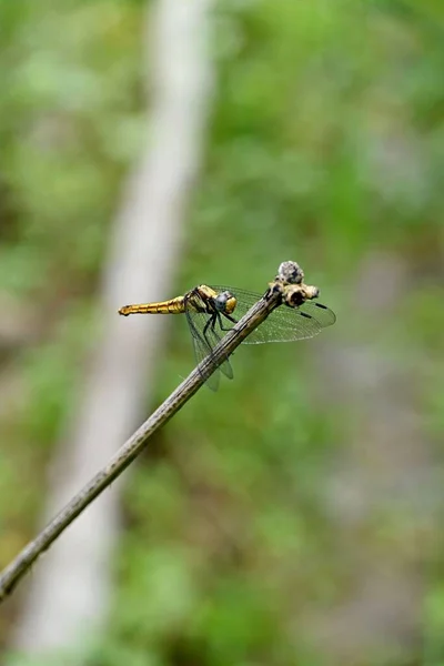 Vertical Shot Orthetrum Albistylum Dragonfly Branch Field Blurry Background — Stock Photo, Image