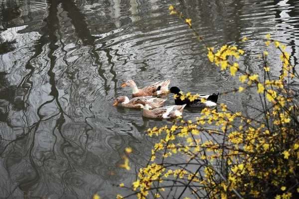 Eine Nahaufnahme Von Enten Die Einem Ruhigen Teich Hinter Einem — Stockfoto