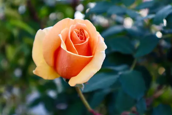 Eine Nahaufnahme Einer Orangen Rose — Stockfoto
