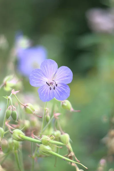 Niebieski Makro Kwiat Wiosną — Zdjęcie stockowe