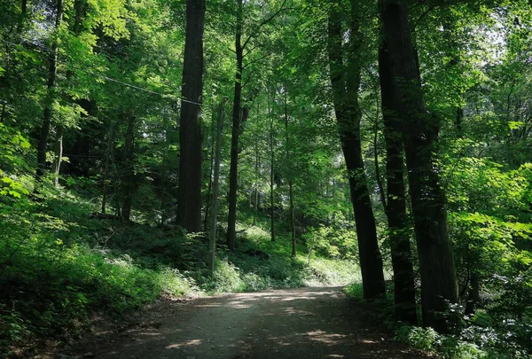 Piękny Widok Ścieżkę Prowadzącą Przez Las Prowadzący Grodzieńskiego Zamku — Zdjęcie stockowe
