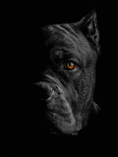 Perro negro fotos de stock, imágenes de Perro negro sin royalties