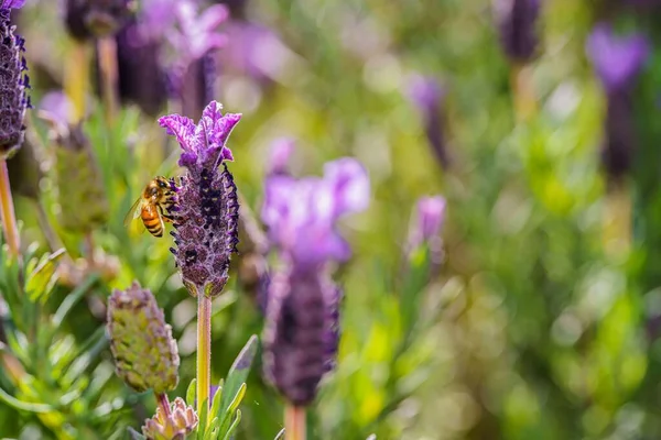 在野外发现的一朵紫色花朵上采集花蜜的蜜蜂的特写照片 — 图库照片