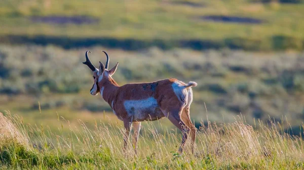 Beautiful Shot Pronghorn Antilocapra Americana Standing Green Pasture — Stock Photo, Image