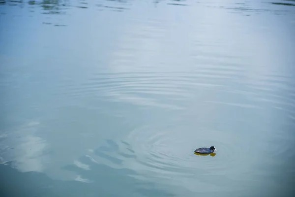 Una Hermosa Toma Pato Nadando Lkae —  Fotos de Stock