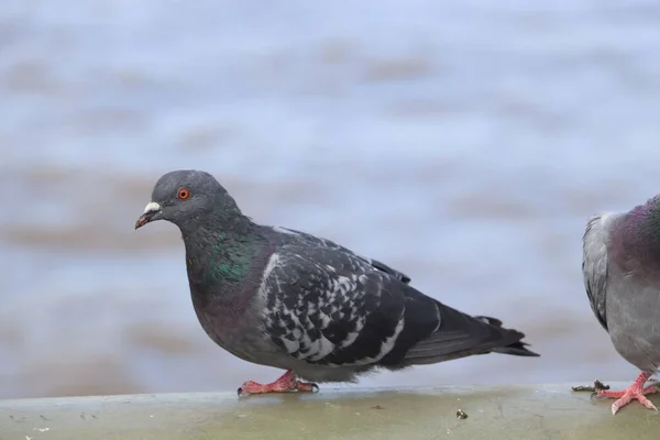 Closeup Cute Chubby Pigeon Standing Metal Surface Overlooking River City — Stock Photo, Image