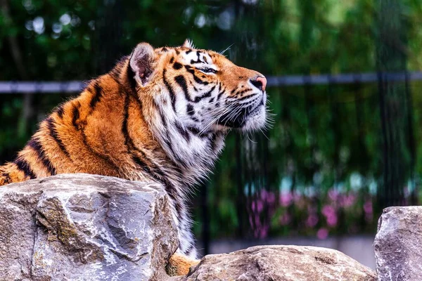Egy Szibériai Tigris Közelsége Állatkertben Napfény Alatt Homályos Háttérrel — Stock Fotó