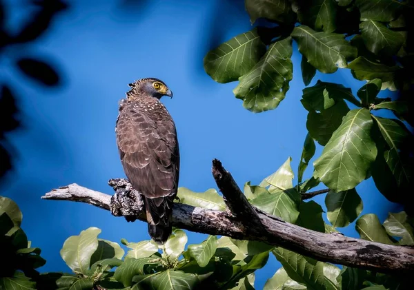 Dense Cover Lowland Forest Philippine Serpent Eagle Appeared Perched Open — Stock Photo, Image