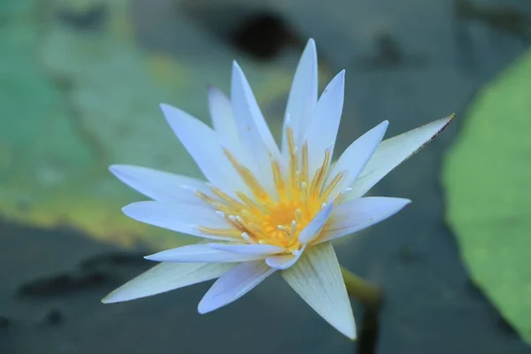 緑の葉に囲まれた水の上に白い睡蓮の花の閉鎖 — ストック写真