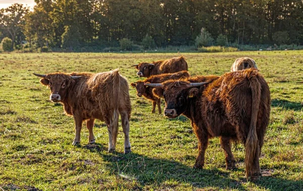 Herd Fluffy Brown Highland Cows Grazing Rural Field — Stock Photo, Image