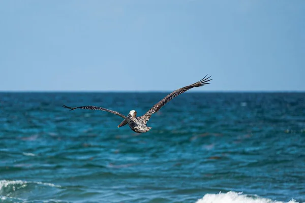 Живописный Вид Галапагосский Коричневый Пеликан Найденный Летающим Над Водой — стоковое фото