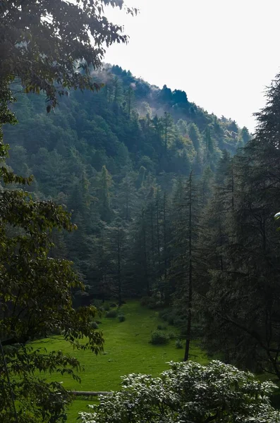 Svislý Záběr Zelené Louky Před Lesem Svahu Hory — Stock fotografie