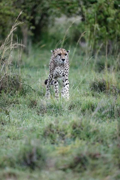 Egy Függőleges Felvétel Egy Idős Nőstény Gepárdról Aki Kenyai Masai — Stock Fotó