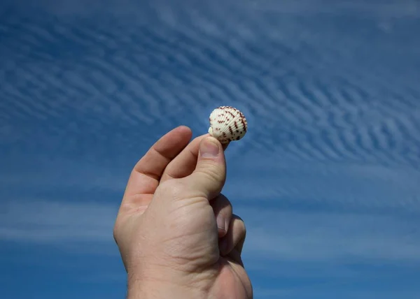 Eine Hand Hält Eine Schöne Weiß Braune Muschel Vor Blauem — Stockfoto