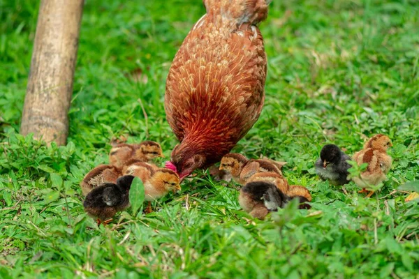 Isa Brown Chicken Surrounded Little Chickens Pecking Grassy Field Farm — Stock Photo, Image