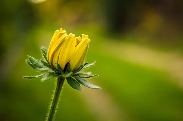 一朵艳丽的黄花的特写 花瓣娇嫩 绿色背景模糊 — 图库照片