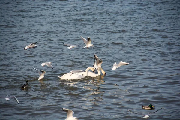 Gros Plan Cygnes Blancs Nageant Dans Lac Par Une Journée — Photo