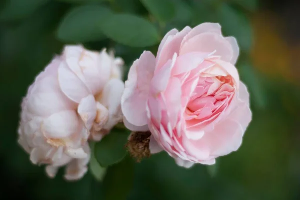 在一个孤立的背景上 一帧浅粉色的花园玫瑰及其绿叶的特写照片 — 图库照片