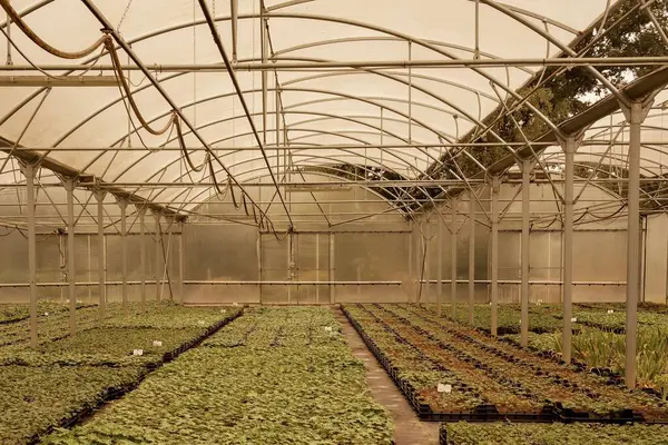 Der Blick Auf Pflanzen Die Einem Gewächshaus Wachsen Landwirtschaftliche Innenräume — Stockfoto