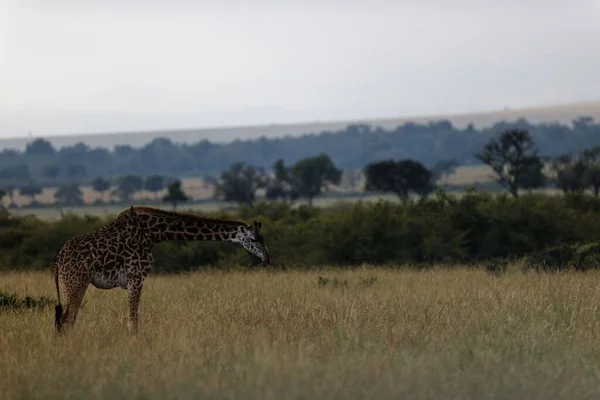 Uma Girafa Curvando Para Frente Grama Reserva Nacional Masai Mara — Fotografia de Stock