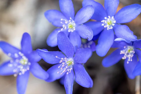 Eine Nahaufnahme Blauer Blumen — Stockfoto