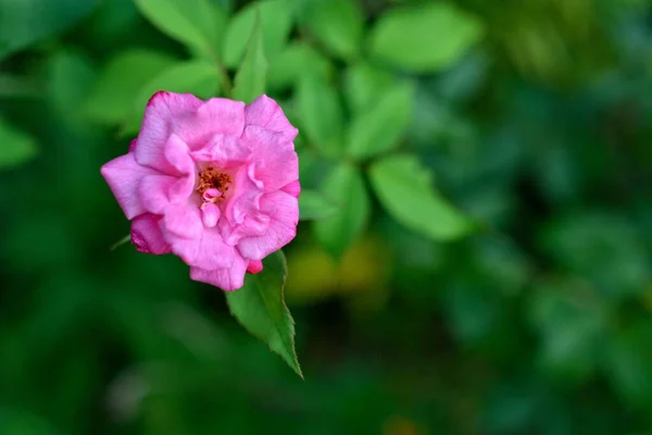 Zbliżenie Strzał Różowej Róży Ogrodzie — Zdjęcie stockowe