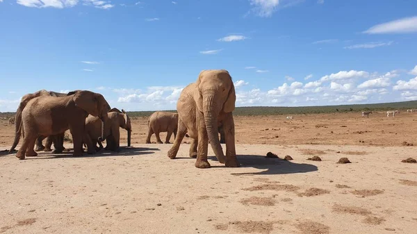 stock image A herd of elephants in a field under the sunlight in Addo Elephant Park, South Africa