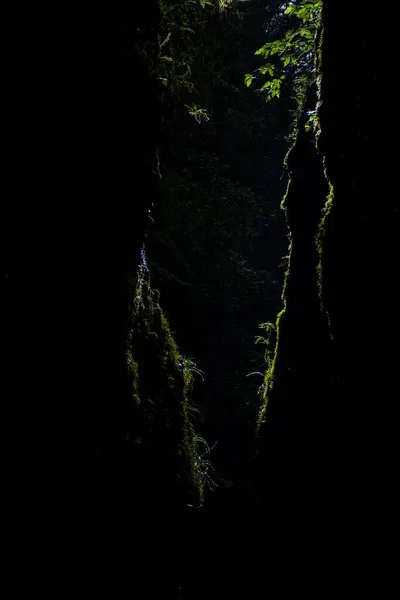 Vertical Shot Forest Dark — Stock Photo, Image