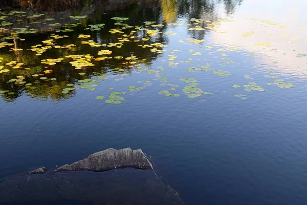 Ein Schöner Blick Auf Einen See Und Herabgefallene Blätter Darin — Stockfoto