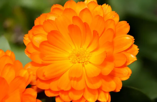 Primer Plano Una Hermosa Flor Naranja Que Encuentra Creciendo Naturaleza —  Fotos de Stock