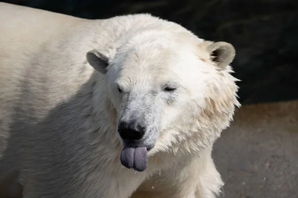 动物园里北极熊的特写镜头 — 图库照片