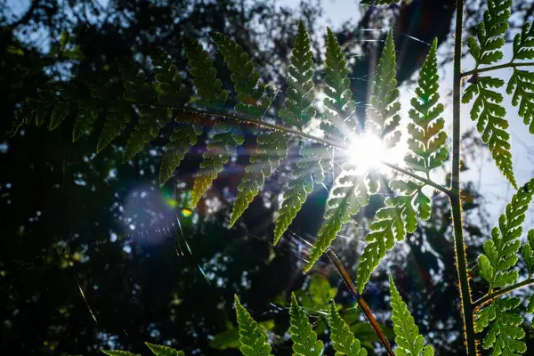Ένα Κοντινό Πλάνο Ενός Φύλλου Φτέρης Ήλιο — Φωτογραφία Αρχείου