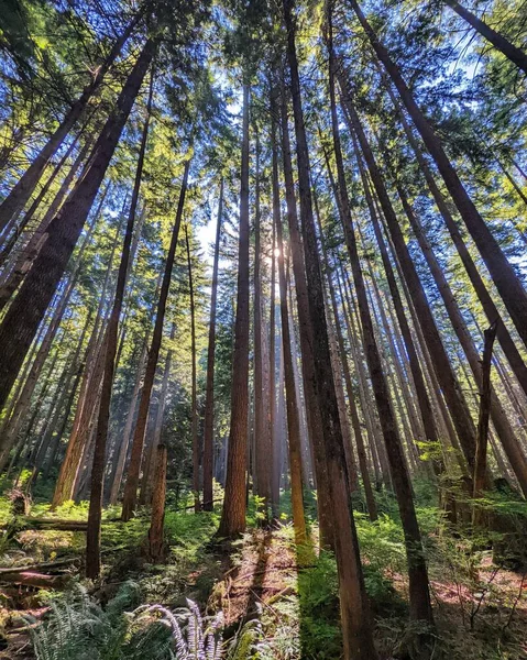 在森林里拍摄的低角度高树的照片 背景中阳光灿烂 — 图库照片