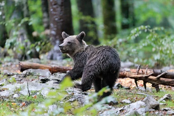 Close Urso Bonito Uma Floresta — Fotografia de Stock