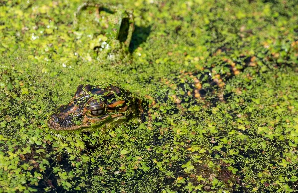 在德克萨斯州休斯顿市的一个保护区里 一只小鳄鱼正在享受沼泽地的特写镜头 — 图库照片