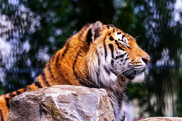 Egy Szibériai Tigris Közelsége Állatkertben Napfény Alatt Homályos Háttérrel — Stock Fotó
