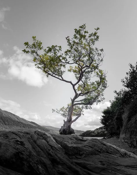 Firkin Point Teki Yalnız Bir Ağacın Dikey Seçici Renk Görüntüsü — Stok fotoğraf