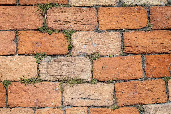 View Old Brick Wall Plants Growing Bricks — Stock Photo, Image