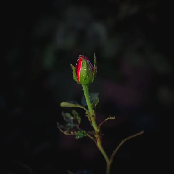 Крупним Планом Квітуча Троянда Краплями Води Ньому Чорному Розмитому Фоні — стокове фото